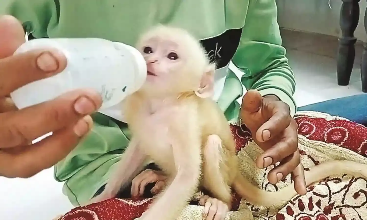 मां से बिछड़े डेढ़ माह के राजू को करुणाश्रम में मिला दुलार, बेहोशी की अवस्था में था