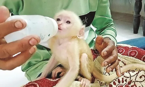 मां से बिछड़े डेढ़ माह के राजू को करुणाश्रम में मिला दुलार, बेहोशी की अवस्था में था