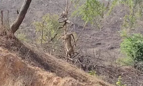 शिकारियों के फंदे में फंसा तेंदुआ, रेस्क्यू आपरेशन शुरू होने से पहले ही हुई मौत शिकारियों के फंदे में फंसा तेंदुआ, रेस्क्यू आपरेशन शुरू होने से पहले ही हुई मौत