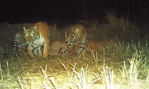 कच्चेपार के जंगल में दिखाई दिया बाघों का डेरा, खेतिहर मजदूरों में भारी दहशत