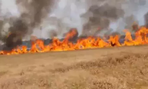 विद्युत पोल के तारों से खेतों में लगी भीषण आग, लगभग तीन एकड़ गेहूं की फसल जलकर हुई खाक