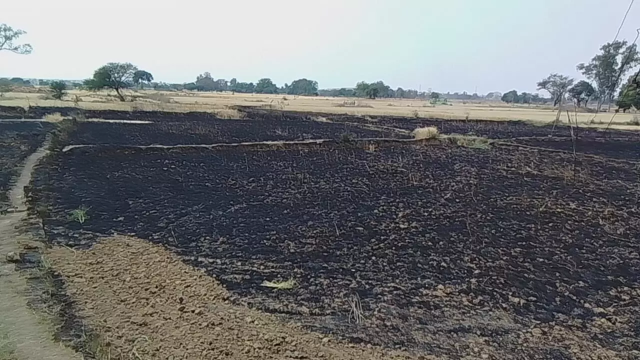 ग्राम बघवार के पटी में गेहूं की फसल में लगी आग ग्राम बघवार के पटी में गेहूं की फसल में लगी आग