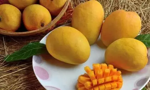 केसर, तोतापुरी और बदामी की बाजार में दस्तक, एपीएमसी में बढ़ी आम की आवक