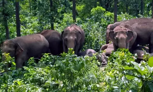 फिर अरसोड़ा और रवि क्षेत्र के खेतों में जंगली हाथियों ने जमकर मचाया उत्पात फिर अरसोड़ा और रवि क्षेत्र के खेतों में जंगली हाथियों ने जमकर मचाया उत्पात