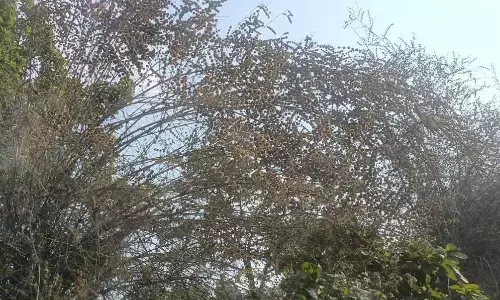 चंद्रपुर के जंगलों में चार दशक बाद बांबू पर खिले फूल दे रहे खतरे के संकेत