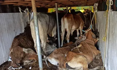 पुलिस को देखकर भागा मवेशी भरा कंटेनर, खंभे से टकराकर किराना दुकान में घुसा