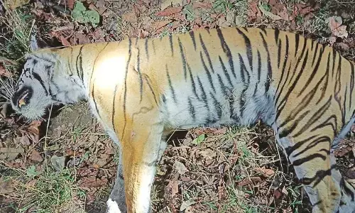 पेंच व्याघ्र प्रकल्प में बाघिन की मौत, नागपुर में मगरमच्छ को हार्ट अटैक पेंच व्याघ्र प्रकल्प में बाघिन की मौत, नागपुर में मगरमच्छ को हार्ट अटैक