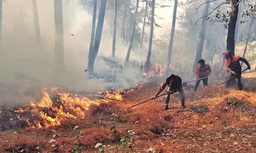 वन विभाग अंतर्गत बढ़ती गर्मी में जंगलों को आग से बचाने की कवायद हुई शुरू वन विभाग अंतर्गत बढ़ती गर्मी में जंगलों को आग से बचाने की कवायद हुई शुरू