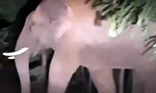 झुंड से बिछड़े हाथी ने खेत में काम कर रहे दो किसानों को पैरों तले कुचला