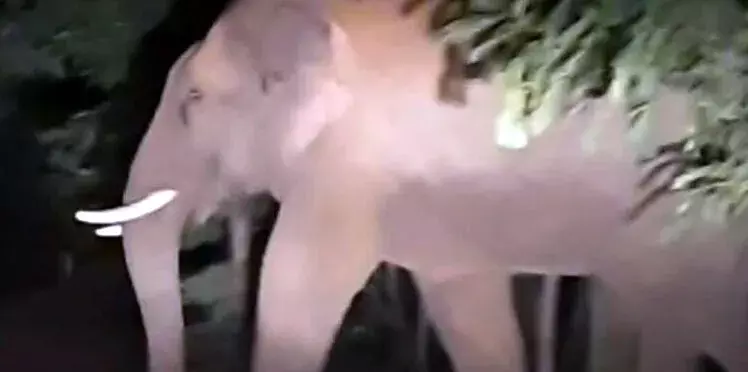 हाथी का खौफ,  प्राणहिता नदी के सीमावर्ती इलाकों में वनविभाग ने जारी किया अलर्ट