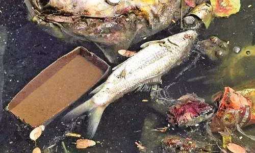 घुलनशील वायु कम होने से हुई मछलियों की मौत, मौसम में बदलाव है मुख्य कारण