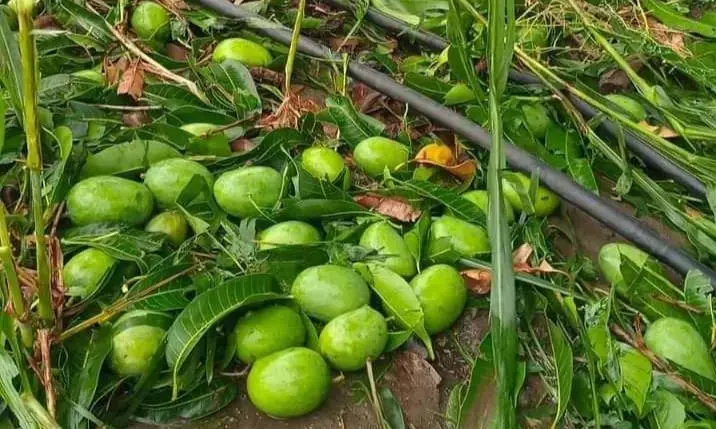 बेमौसम बारीश के साथ ओलावृष्टि का कहर, कई फलों के बागों में हुआ नुकसान