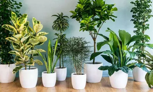 गर्मियों में ये पौधे घर को रखेंगे ठंडा, इन इनडोर प्लांट्स से बढ़ाएं अपने कमरे की खूबसूरती