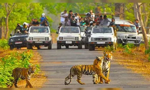 पेंच व्याघ्र प्रकल्प की सीमा तय, 58 गांवों में सर्वेक्षण, 50 हेक्टेयर अतिक्रमण हटा पेंच व्याघ्र प्रकल्प की सीमा तय, 58 गांवों में सर्वेक्षण, 50 हेक्टेयर अतिक्रमण हटा