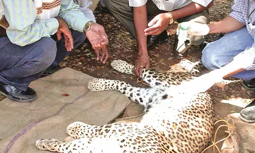 आरआरटी व पीआरटी के सदस्यों को 10 लाख का बीमा, वन विभाग ने लिया निर्णय