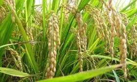 गोंदिया में संकेत स्थल शुरू न होने से अटका ई-फसल पंजीयन, किसान हो रहे परेशान गोंदिया में संकेत स्थल शुरू न होने से अटका ई-फसल पंजीयन, किसान हो रहे परेशान