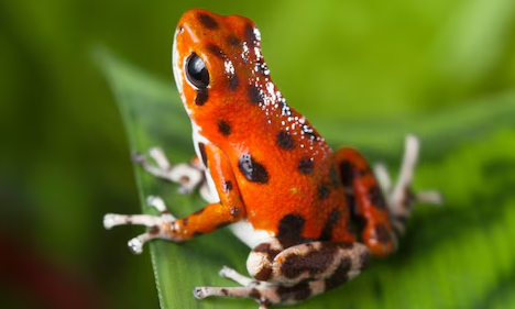 यह है दुनिया का सबसे महंगा मेढ़क, दुर्लभ रंग और जहरीले स्वभाव के बावजूद कई देशों में है जबरदस्त डिमांड