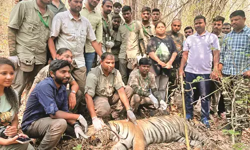 नवेगांव-नागझिरा व्याघ्र प्रकल्प में जीपीएस कॉलर को छोड़ भागी बाघिन को किया ट्रैंक्युलेट नवेगांव-नागझिरा व्याघ्र प्रकल्प में जीपीएस कॉलर को छोड़ भागी बाघिन को किया ट्रैंक्युलेट