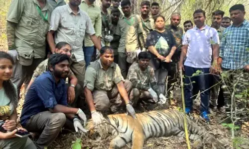 चंद्रपुर में वन्यजीवों का खौफ, जंगल में लकड़ियां लाने गया अधेड़ बना बाघ का शिकार