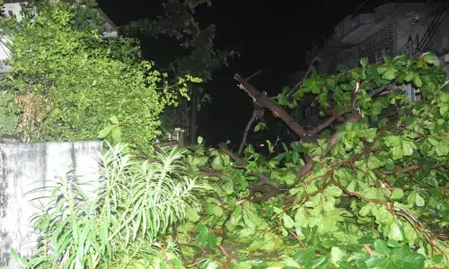 अमरावती में बेमौसम बारिश से फिर 99.23 हेक्टेयर की फसलें हुई चौपट