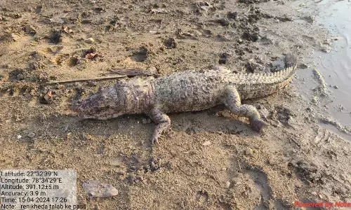 माहुलझिर के मीराकोटा में मिला मगरमच्छ का शव माहुलझिर के मीराकोटा में मिला मगरमच्छ का शव