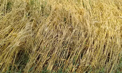 बेमौसम बारिश से तीन दिन में 2193.93 हेक्टेयर की फसलें चौपट,  62 मकान क्षतिग्रसत हुए