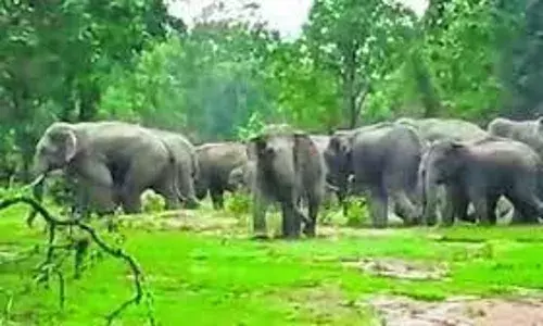 जंगली हाथियों के समूह में दो नये मेहमानों का हुआ आगमन, गड़चिरोली में है डेरा