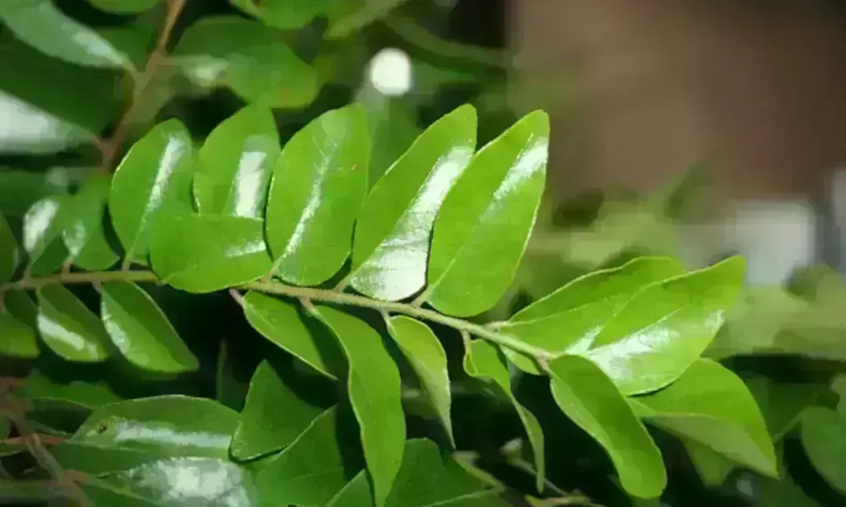 पतले बालों से है परेशान तो करी पत्ता का ये हेयर पैक बनाएगा आपके बालों को घना, रूखे और बेजान बालों में डाल देगा जान