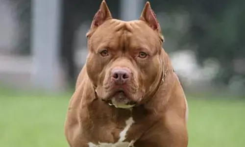 नानी के घर गई बेटी को मामा के कुत्ते ने काटा तो भाई के खिलाफ बहन ने करा दी एफआईआर नानी के घर गई बेटी को मामा के कुत्ते ने काटा तो भाई के खिलाफ बहन ने करा दी एफआईआर