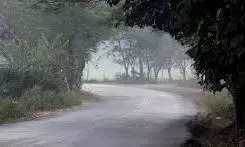 आरे मिल्क कॉलोनी में 37 किलोमीटर आंतरिक सड़क पुनर्निर्माण मामले में जवाब तलब