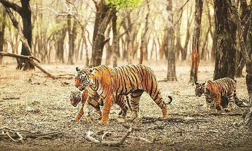 विदर्भ में बाघों के लिए दायरा कम, संख्या ज्यादा, बड़े होने लगे 48 शावक विदर्भ में बाघों के लिए दायरा कम, संख्या ज्यादा, बड़े होने लगे 48 शावक
