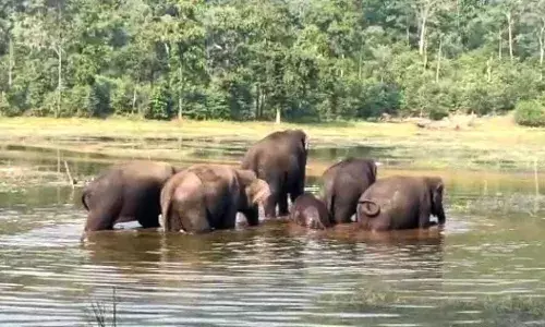 गांव के तालाब परिसर में जमाया डेरा, जारी है फसलों के नुकसान का सिलसिला