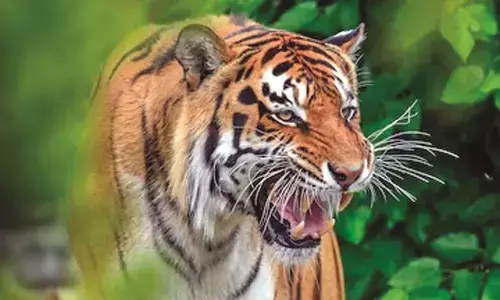 15 गांवों में बाघ की दहशत, 23 पशुओं को मार चुका है 8 दिन बीत गए कुछ पता नहीं 15 गांवों में बाघ की दहशत, 23 पशुओं को मार चुका है 8 दिन बीत गए कुछ पता नहीं