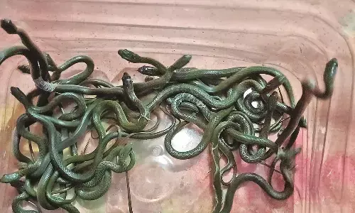 एक ही मकान में मिले 26 सांप, सर्पमित्र ने पकड़कर नैसर्गिक जगह पर छोड़ दिए