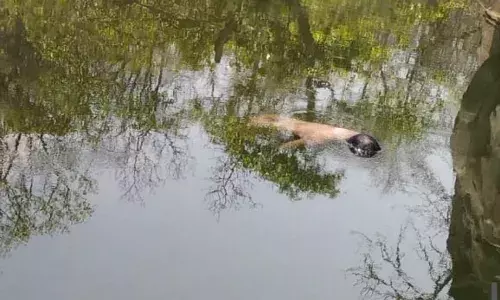 जवाहरकुंड डोह में मिले प्रेमी युगल के शव , शराब की बोतलें सहित कपड़े भी मिले