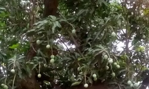 तेज आंधी- तूफान से कैरी गिरने से देशी आम पर मंडराया खतरा , मौसंबी को भी नुकसान