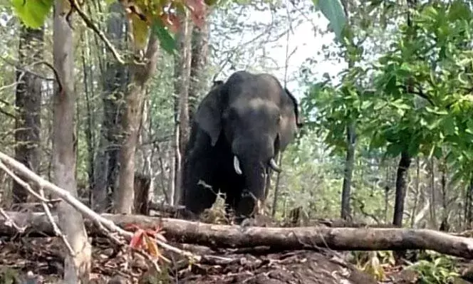 गडचिरोली में जंगली हाथी का आतंक, फिर एक किसान को पैरों तले रौंदा,वनविभाग अलर्ट