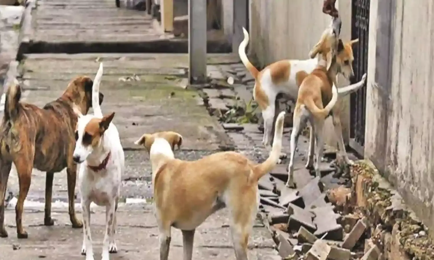 इंडस्ट्रियल एरिया में कचरे के ढेर, तो कहीं आवारा श्वानों के आतंक से परेशानी
