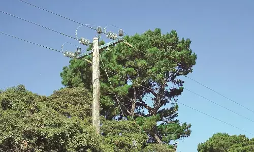 गर्मी में ही मानसून का काम, अनेक स्थानों पर पेड़ों की शाखाएं काटने की नौबत