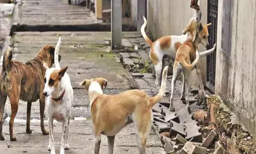 इंडस्ट्रियल एरिया में कचरे के ढेर, तो कहीं आवारा श्वानों के आतंक से परेशानी