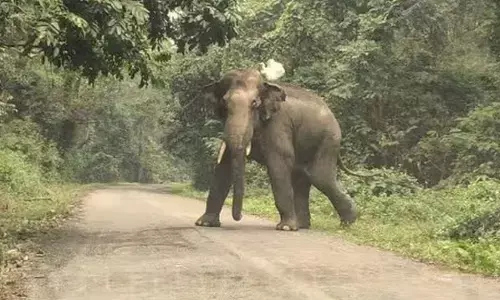गडचिरोली जंगल क्षेत्र में हाथी के हमले में जख्मी दूसरी महिला ने भी तोड़ा दम गडचिरोली जंगल क्षेत्र में हाथी के हमले में जख्मी दूसरी महिला ने भी तोड़ा दम