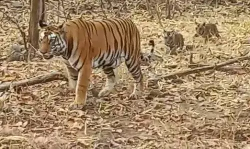 कोंढाला वनक्षेत्र में हाई अलर्ट, बाघिन ने दिया चार शावकों को जन्म कोंढाला वनक्षेत्र में हाई अलर्ट, बाघिन ने दिया चार शावकों को जन्म