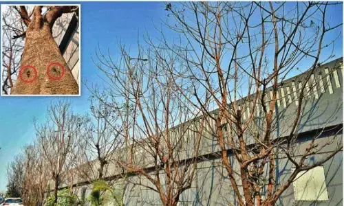 होर्डिंग्स लगानेवाली कंपनी पर हाईवे के हरे पेड़ काटने-सुखाने का शक, निलंबित होगा लाइसेंस!