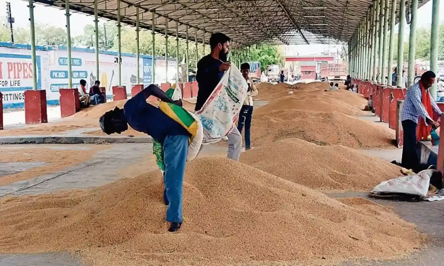 गेहूँ खरीदी में आई तेजी, उपार्जन की तारीख भी 5 दिन बढ़ी