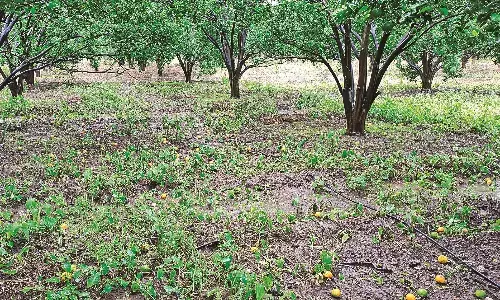 मौसम की मार का कब मिलेगा मुआवजा, आर्थिक संकट से जूझ रहे हैं परेशान किसान