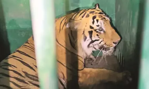 पिंजरे में कैद हुआ बाघ, लगाकार गश्त लगा रही थी टीम, चार को बनाया था शिकार