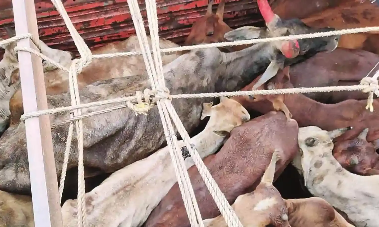 बूचड़खाने ले जाए जा रहे 24 मवेशियों को करवाया मुक्त, 16 लाख का माल जब्त