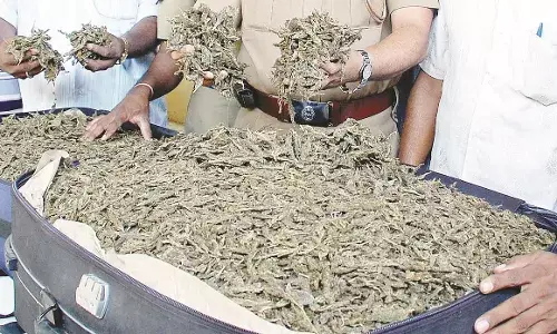 दो स्थानों पर छापा मारकर पुलिस ने तीन गांजा विक्रेताओं को पकड़ा , एक फरार