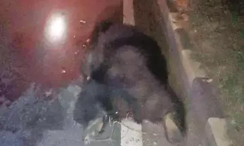 अज्ञात वाहन की टक्कर से भालू की मौत, गर्मी में प्यास से व्याकुल हो रहे हैं पशु