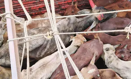 बूचड़खाने ले जाए जा रहे 24 मवेशियों को करवाया मुक्त, 16 लाख का माल जब्त बूचड़खाने ले जाए जा रहे 24 मवेशियों को करवाया मुक्त, 16 लाख का माल जब्त